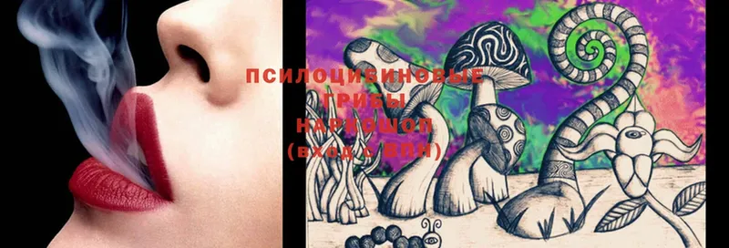 где найти   Кемь  Галлюциногенные грибы Magic Shrooms 